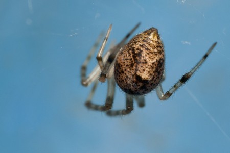 Achaearanea tepidariorum